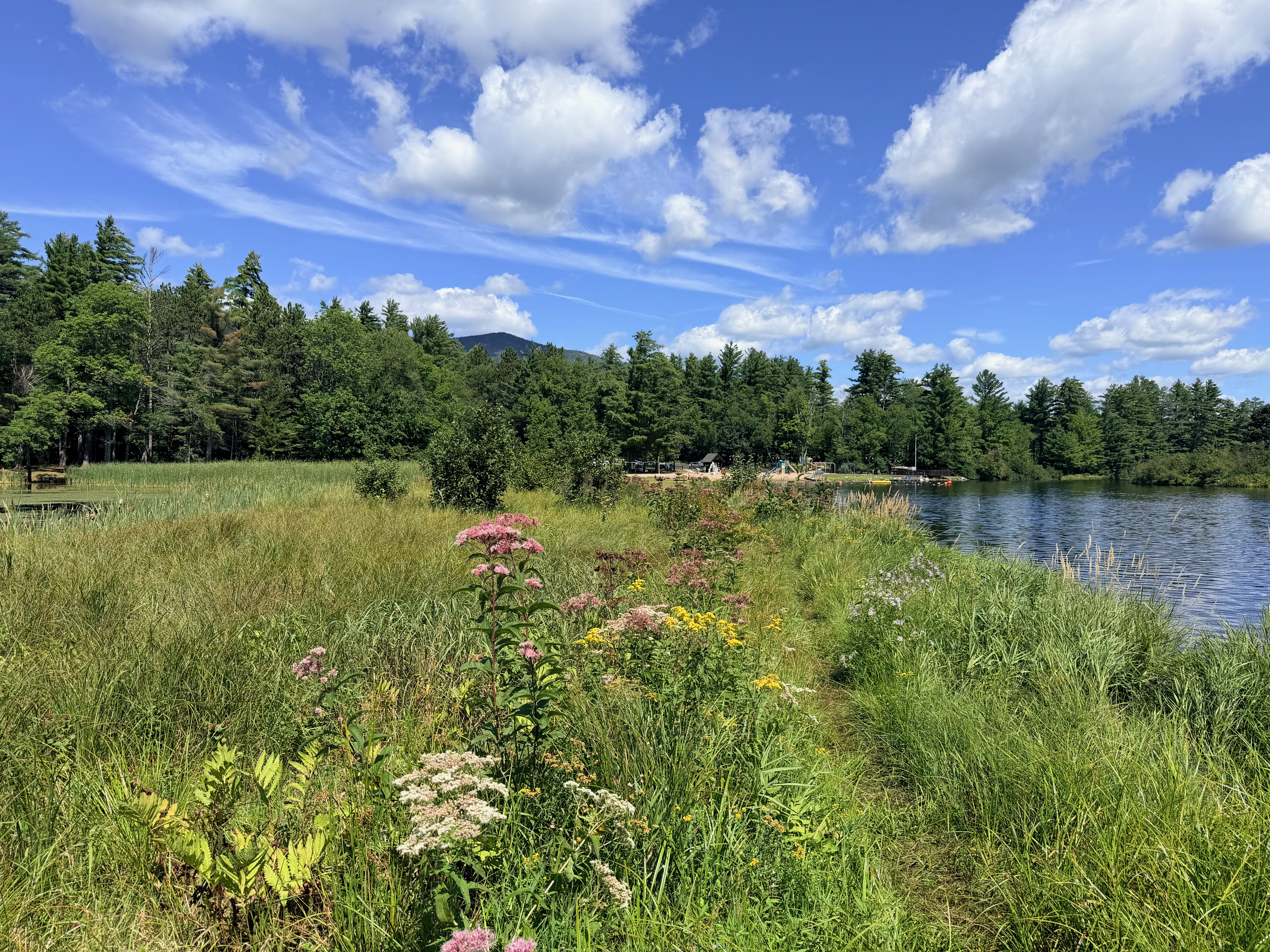 Summer wildflowers along the lakefront in Wilmington, NY